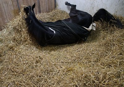 DSC02441 Rebus Timoa