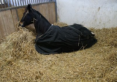 DSC02445 Rebus Timoa