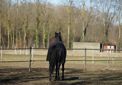 DSC02466 Rebus Timoa