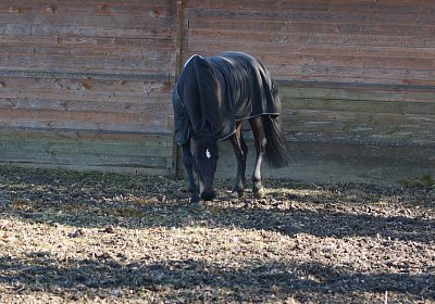 DSC02471 Rebus Timoa