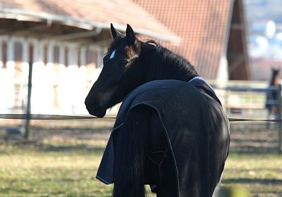 DSC02473 Rebus Timoa