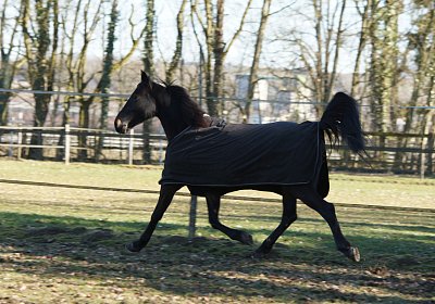 DSC02476 Rebus Timoa