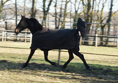 DSC02480 Rebus Timoa