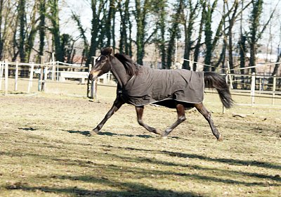 DSC02489 Rebus Timoa