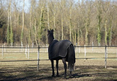 DSC02503 Rebus Timoa