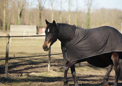 DSC02553 Rebus Timoa