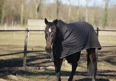 DSC02556 Rebus Timoa