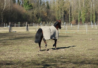 DSC02566 Rebus Timoa