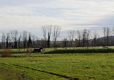 2015 01 12 Timoa Besuch Avenches 00010