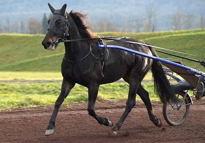2015 01 12 Timoa Besuch Avenches 00019