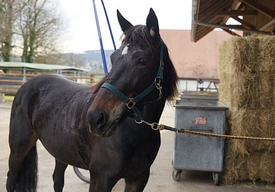 2015 01 12 Timoa Besuch Avenches 00028