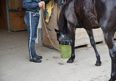 2015 01 12 Timoa Besuch Avenches 00033