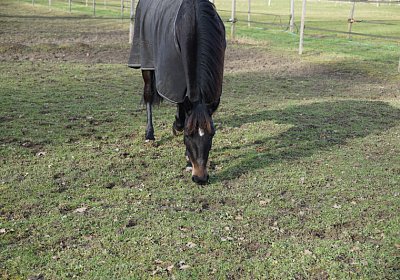 2015 01 12 Timoa Besuch Avenches 00041