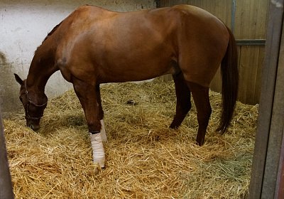 f Richmond scs DSC02988 1Feb2016