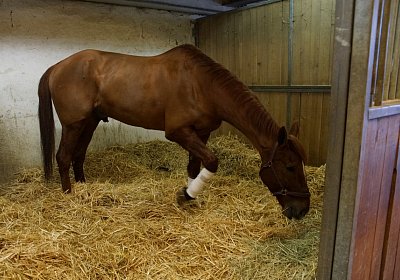 f Richmond scs DSC02990 1Feb2016