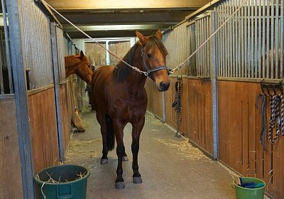 z Rebus DSC02998 1Feb2016