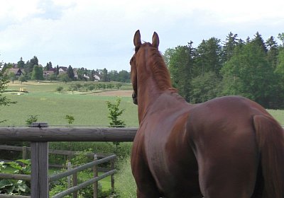 Vivalko 26Mai 2016 S1510053