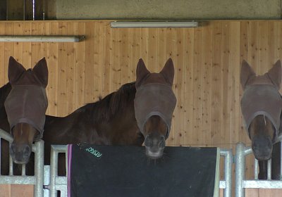 Vivalko 26Mai 2016 S1510059