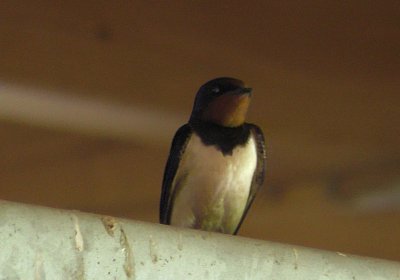 Vivalko 26Mai 2016 S1510068