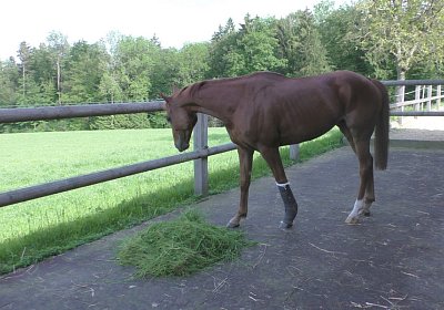 Vivalko 26Mai 2016 S1510092