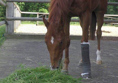 Vivalko 26Mai 2016 S1510096