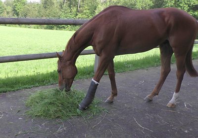 Vivalko 26Mai 2016 S1510101