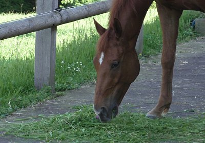 Vivalko 26Mai 2016 S1510111