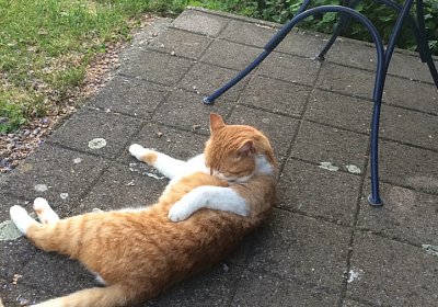 Vivalko 26Mai 2016 y img 0125