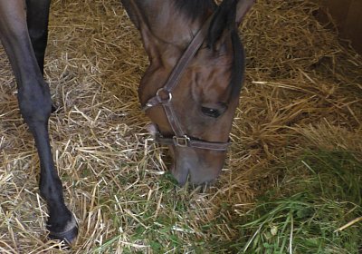 B Hectomare 22juni 2016 S1530050