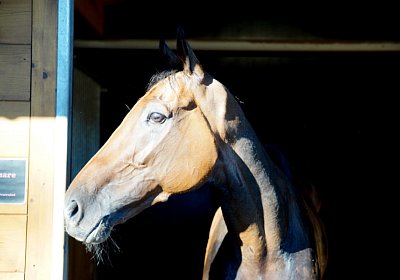 Hectomare 23juni 2016 DSC05646