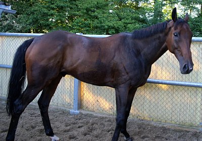 Hectomare 23juni 2016 DSC05667