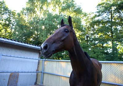 Hectomare 23juni 2016 DSC05670