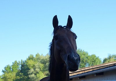 Hectomare 23juni 2016 DSC05681