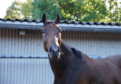 Hectomare 23juni 2016 DSC05688