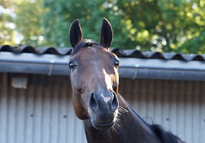 Hectomare 23juni 2016 DSC05692