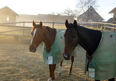 DSC07959 Hecto Kugelblitz