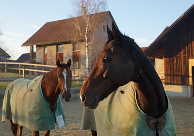 DSC07969 Hecto Kugelblitz