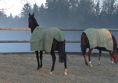 S1750010 Hecto Kugelblitz