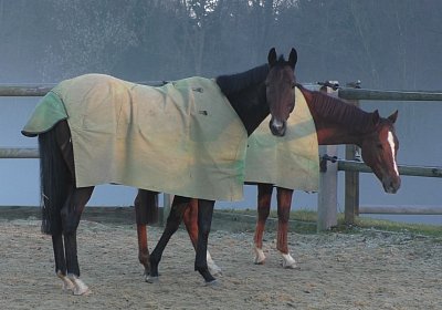 S1750014 Hecto Kugelblitz