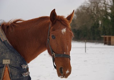 DSC08993 Till