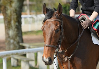 Dielsdorf Training 2april 2017 DSC01427 Hecto