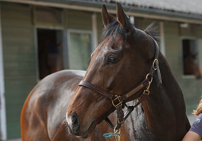 Dielsdorf Training 2april 2017 DSC01773 Hecto