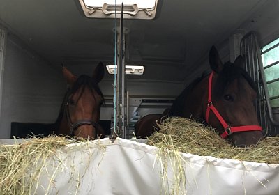 IMG 7280 Rebus Princess