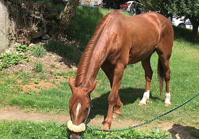 IMG 7284 Richmond Park