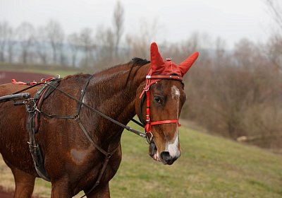 DSC00280 Elkador