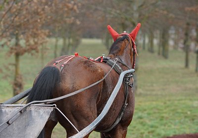 DSC00286 Elkador