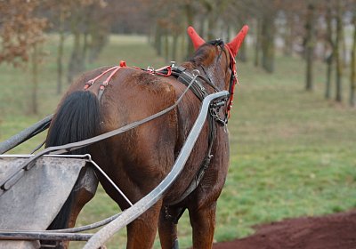 DSC00287 Elkador