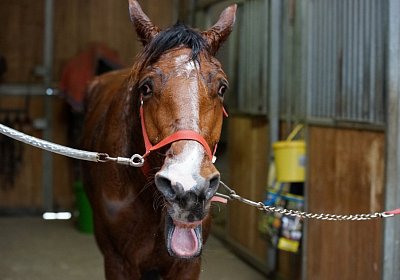 DSC00323 Elkador