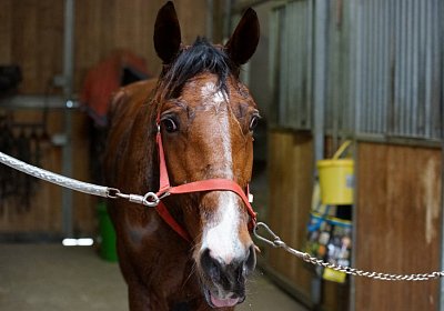 DSC00325 Elkador