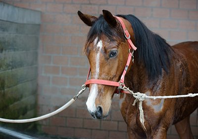 DSC00341 Elkador
